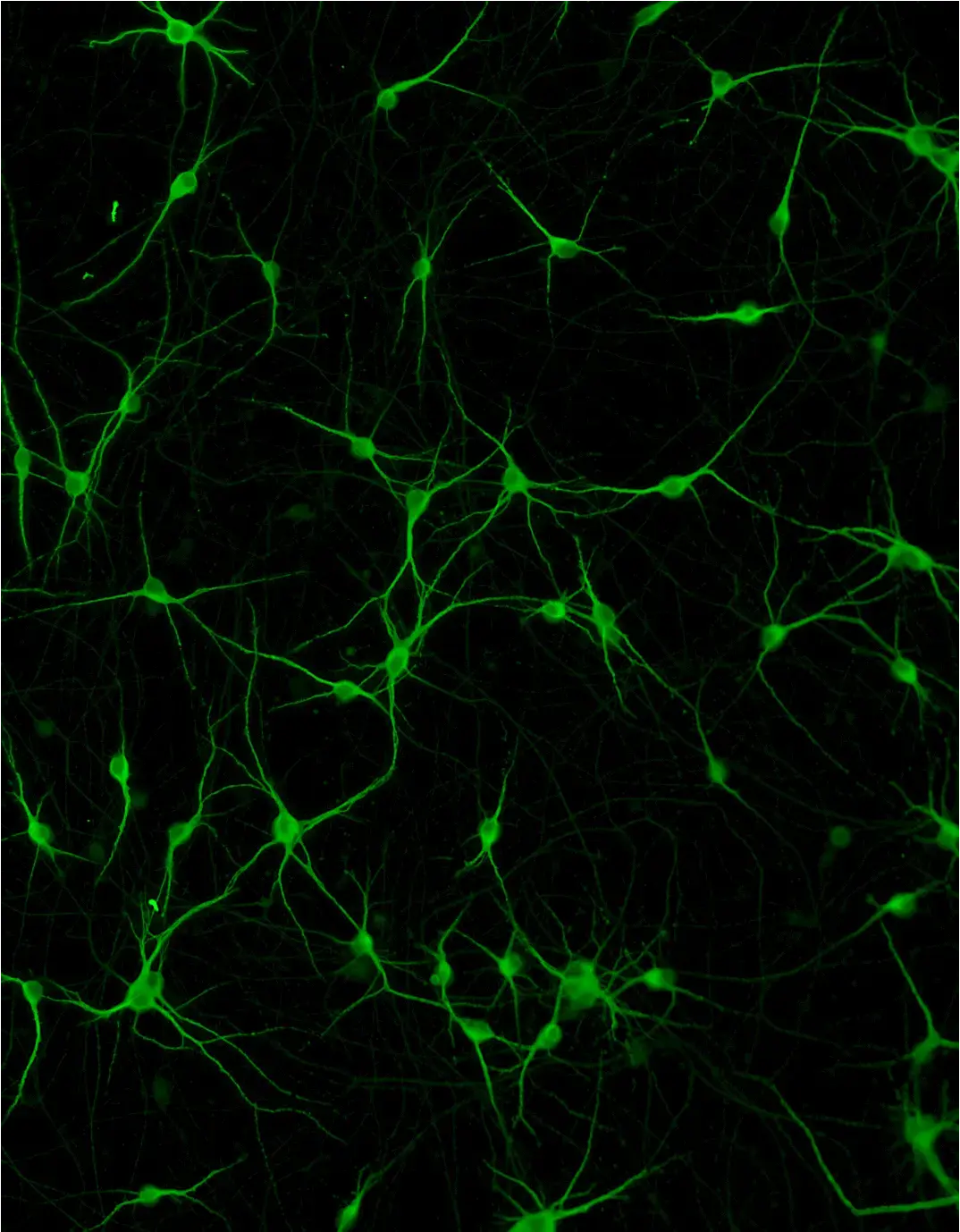bitbio-ioMotor-Neurons-DM-RECT